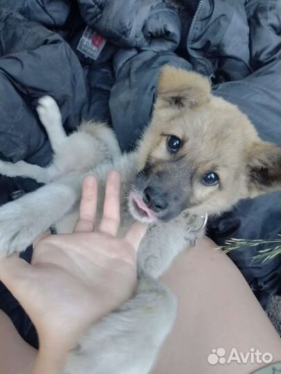 Собака