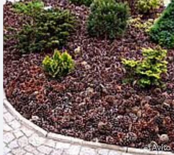 Кора сосновая