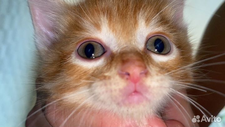 Котята отдам даром