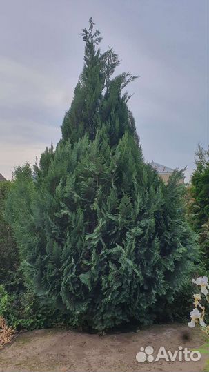 Кипарисовик