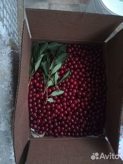 Вишня свежая