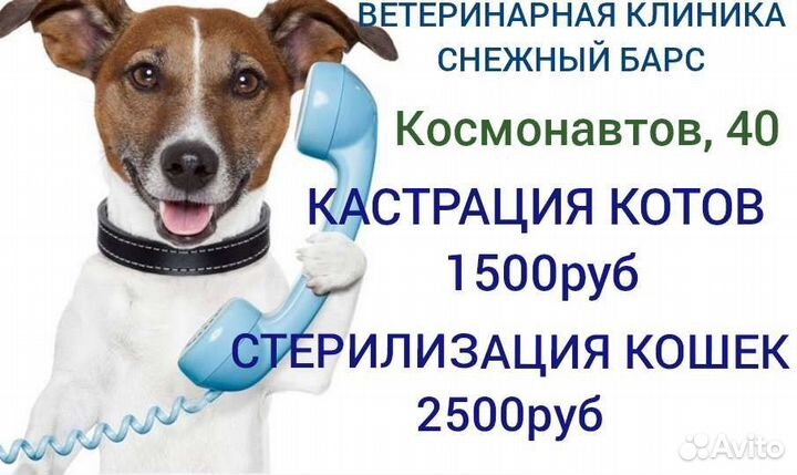 Ветеринарный врач