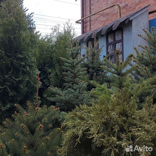 Ель зеленая сизая и голубая