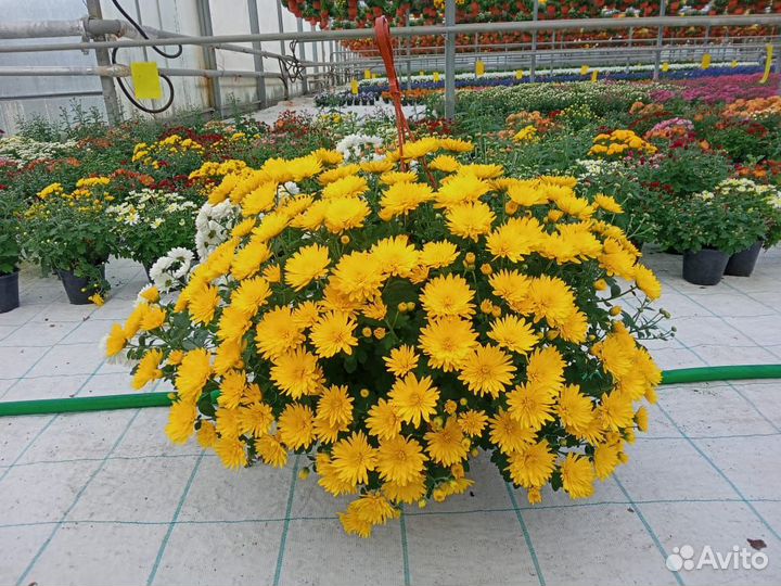 Хризантема кашпо