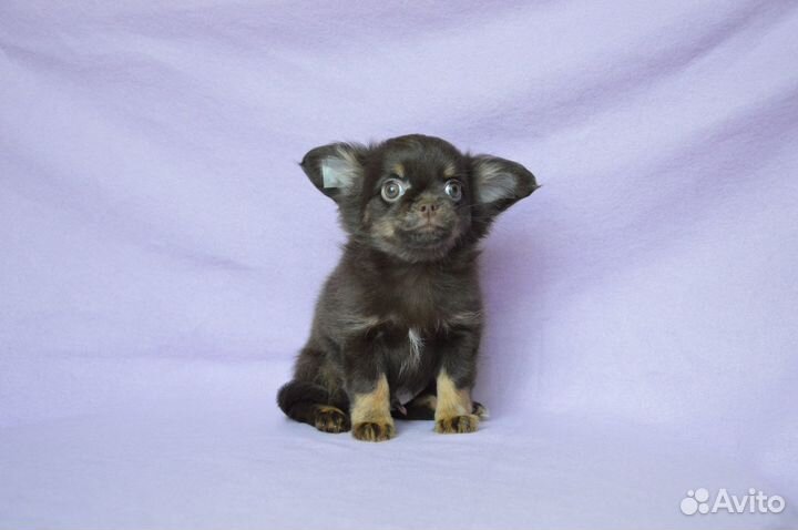 Шоколадное солнышко