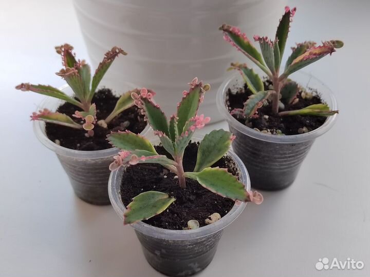 Суккуленты каланхоэ розовые бабочки