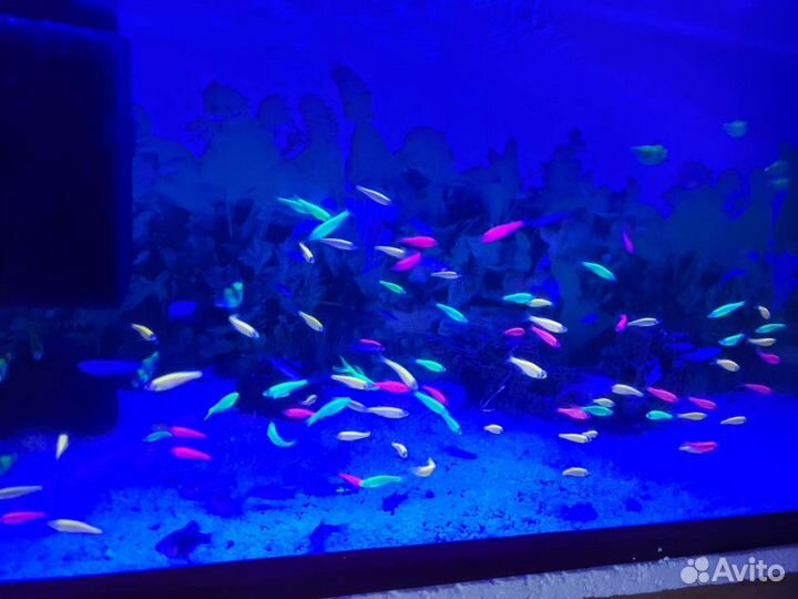 Аквариумные рыбки