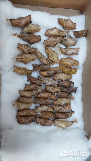 Морфо и калиго, куколки тропических бабочек