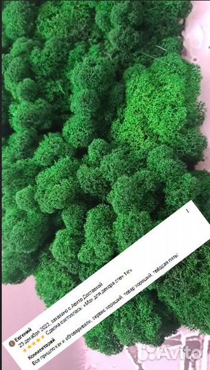 Стабилизированный мох ягель для интерьера