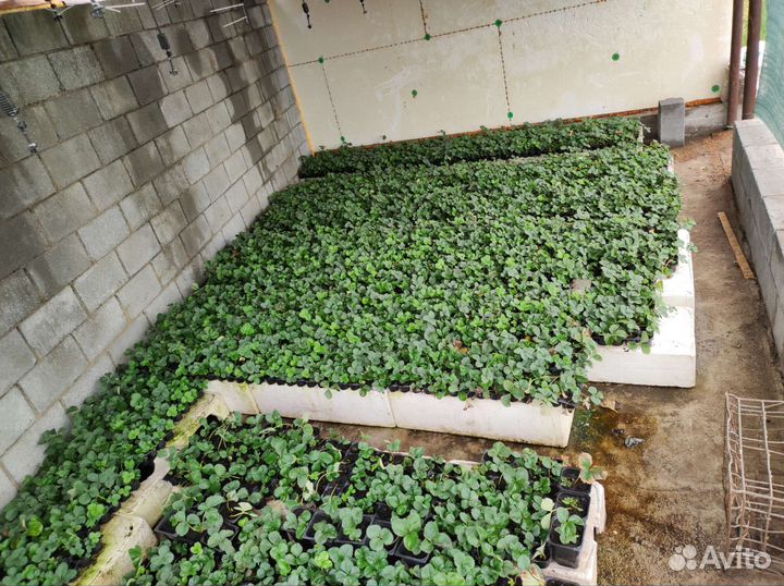 Рассада клубники