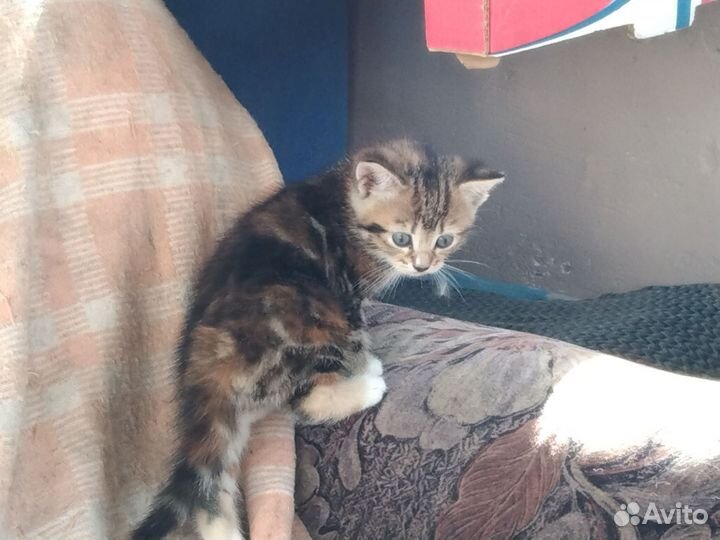 Котята породы шотландская вислоухая