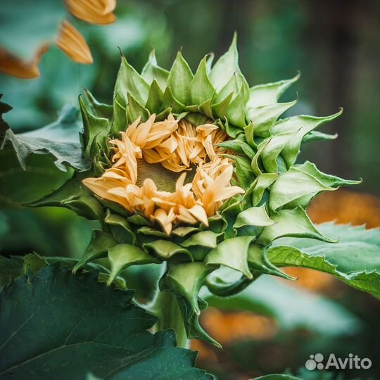 Объектив Canon EF 50mm f/1.8 II