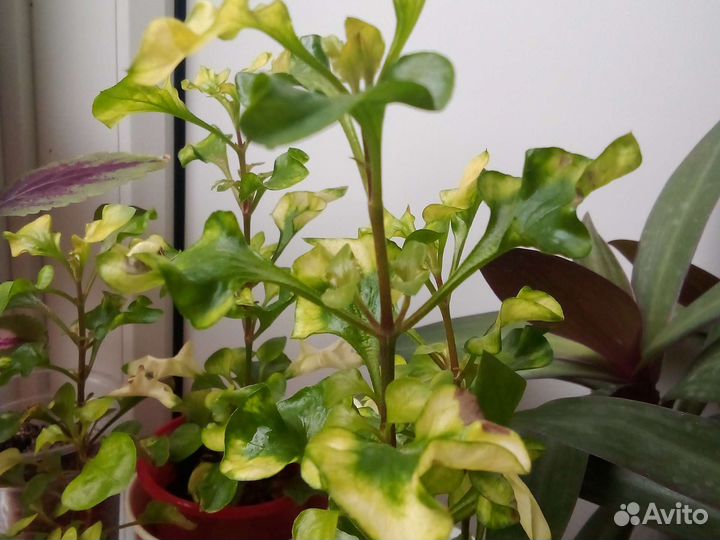 Плектрантус или домашняя мята и др