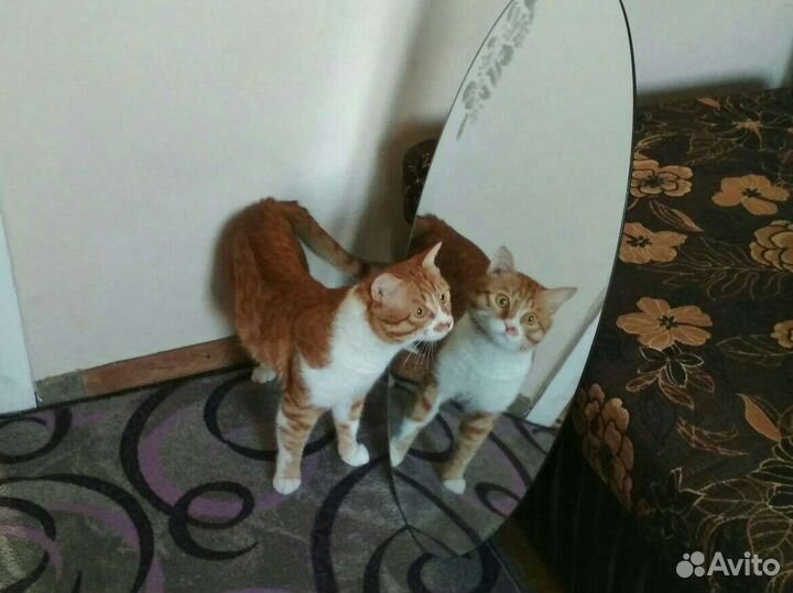 Зеркало овальное настенное