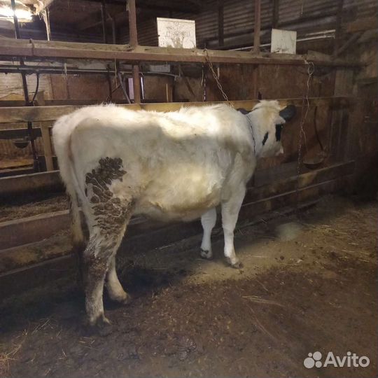 Коровы 1 ый отел