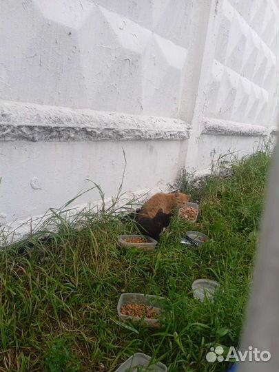 Кошка и котята на стройке