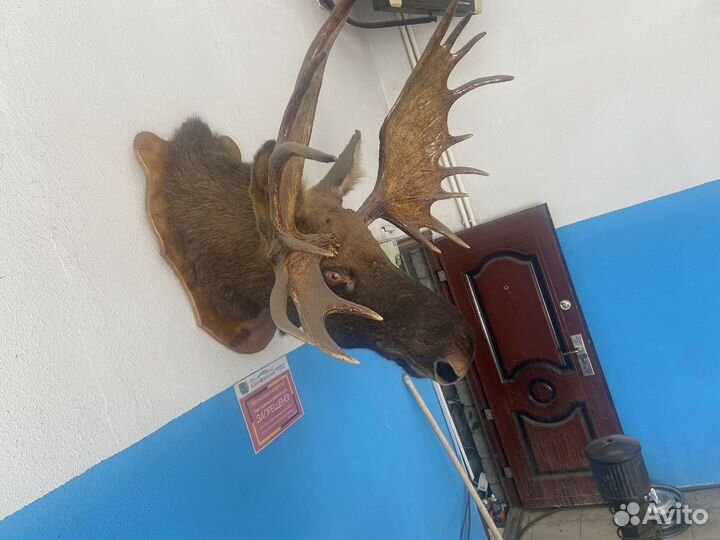 Чучело головы лося