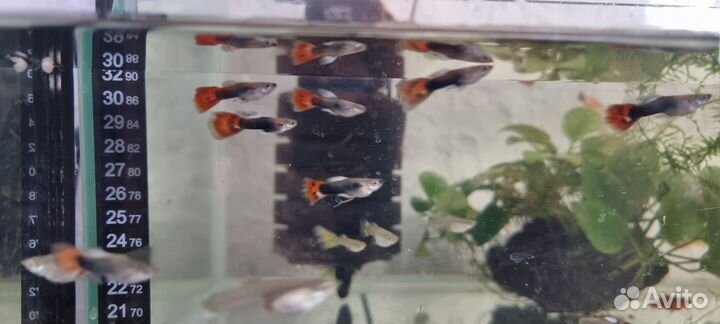 Аквариумные рыбки гуппи