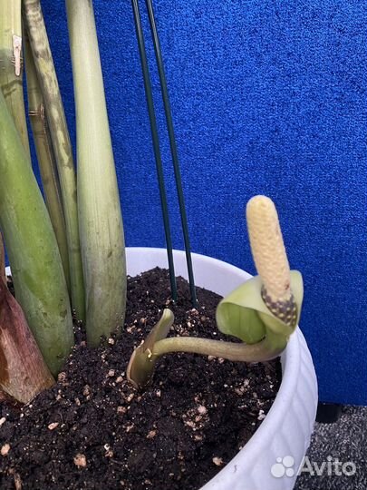 Замиокулькас