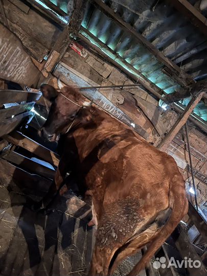 Коровы,быки