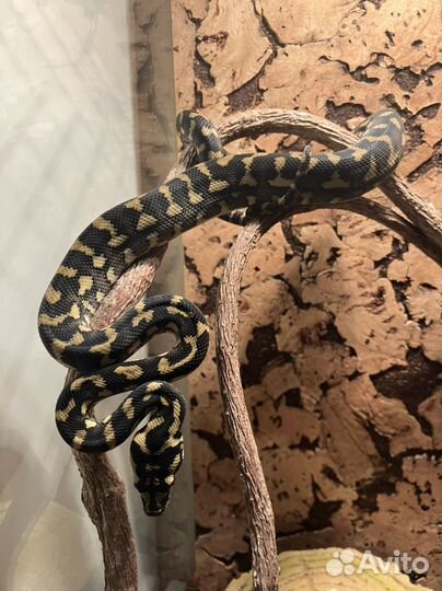 Змея ковровая