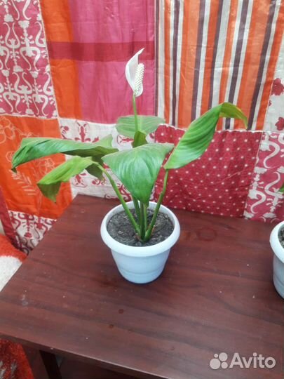 Спатифиллум