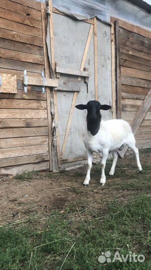 Черноголовый Дорпер