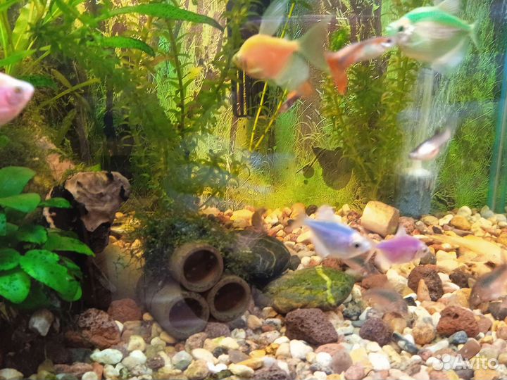 Рыбки для аквариума