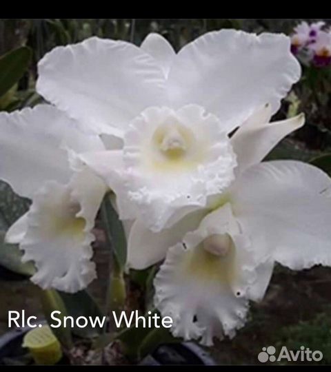 Орхидея катлея