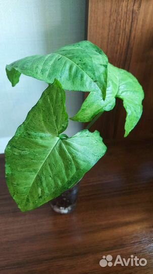 Сингониумы сортовые-2