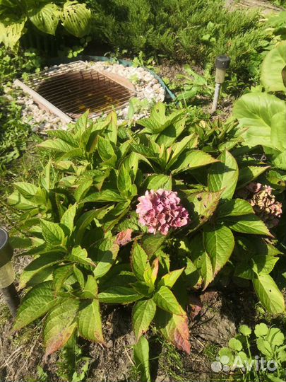 Хоста, спирея, гортензия, дейция