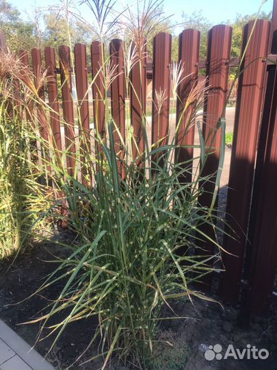 Хризантемы-Злаки