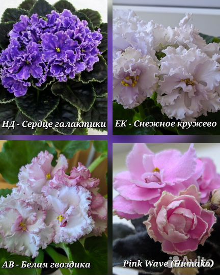 Детки сортовых фиалок