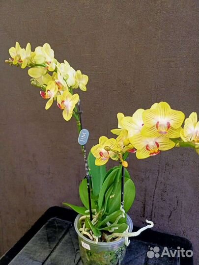 Цветущая орхидея Голд Бэби