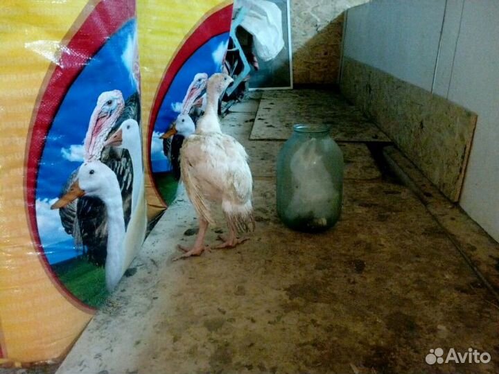 Индюшата Биг6месячные