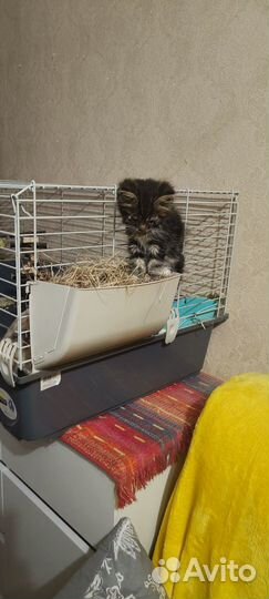 Продам котенка