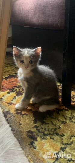 Милые котята