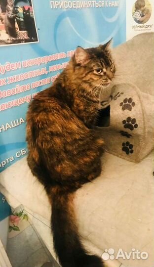 Камила ищет дом, стерилизована