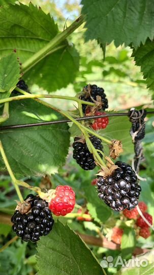 Ежевика ягода свежая крым