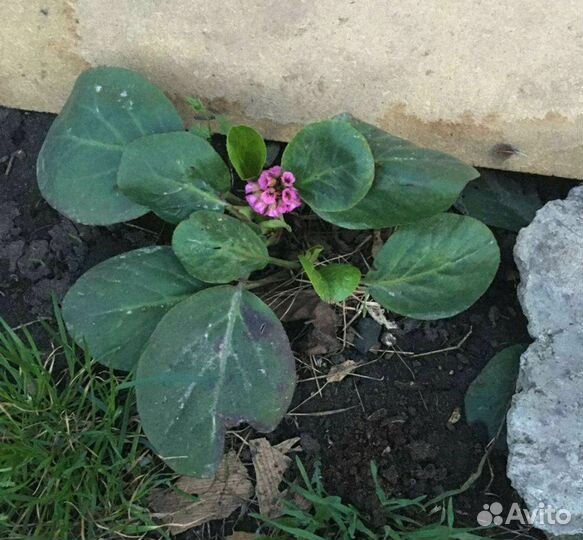 Саженцы Бадана