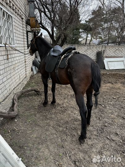 Жеребец иноходец