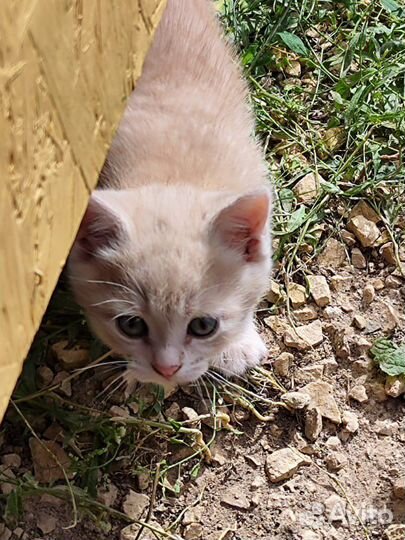 Котята в добрые руки бесплатно