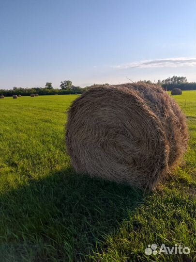 Сено в рулонах