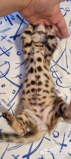Продаются бенгальские котята
