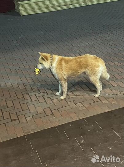 Вязка Акита