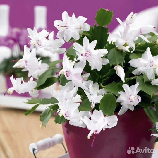 Комнатные цветы