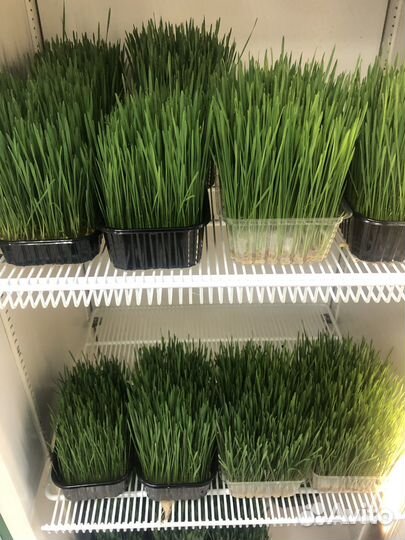 Пшеница пророщенная для кошек и собак