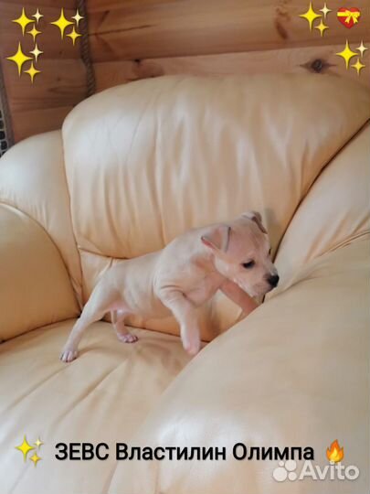 Сказочный Красавчик Ам.Стафф.терьер (с Док)