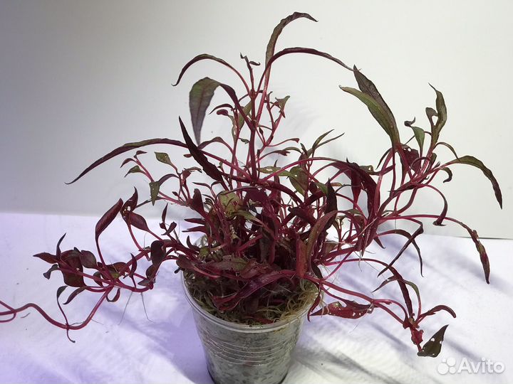 Альтернатера