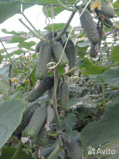 Самый урожайный огурец Crazy Bundle F1